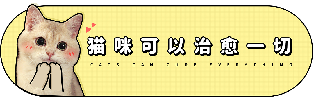 【宠物】监控拍下有意思的一幕，瘦猫多次阻拦胖猫吃饭，像帮它减肥，结果主人说出真实原因，笑喷网友哈哈哈（组图） - 2