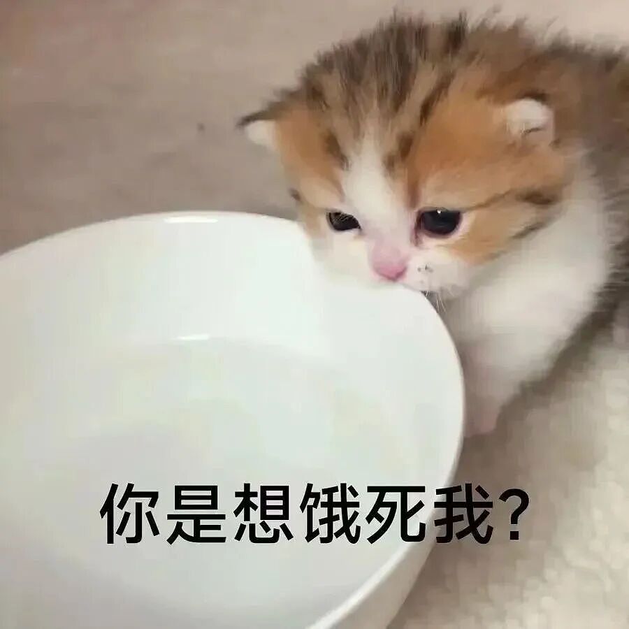 【宠物】监控拍下有意思的一幕，瘦猫多次阻拦胖猫吃饭，像帮它减肥，结果主人说出真实原因，笑喷网友哈哈哈（组图） - 9