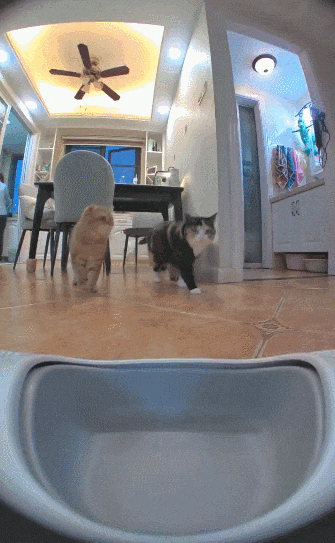 【宠物】监控拍下有意思的一幕，瘦猫多次阻拦胖猫吃饭，像帮它减肥，结果主人说出真实原因，笑喷网友哈哈哈（组图） - 10