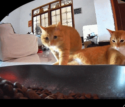 【宠物】监控拍下有意思的一幕，瘦猫多次阻拦胖猫吃饭，像帮它减肥，结果主人说出真实原因，笑喷网友哈哈哈（组图） - 8