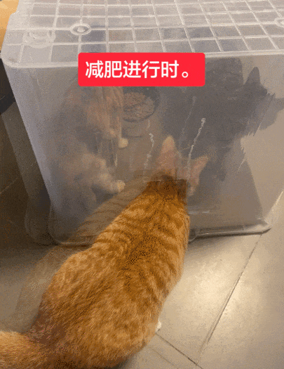 【宠物】监控拍下有意思的一幕，瘦猫多次阻拦胖猫吃饭，像帮它减肥，结果主人说出真实原因，笑喷网友哈哈哈（组图） - 11