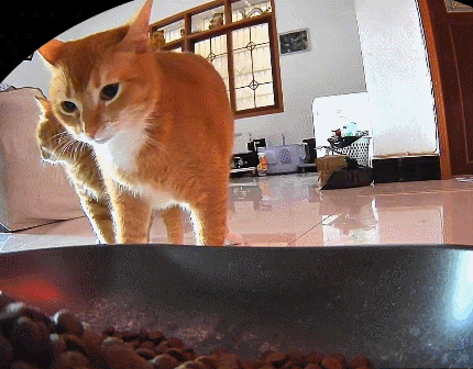 【宠物】监控拍下有意思的一幕，瘦猫多次阻拦胖猫吃饭，像帮它减肥，结果主人说出真实原因，笑喷网友哈哈哈（组图） - 6