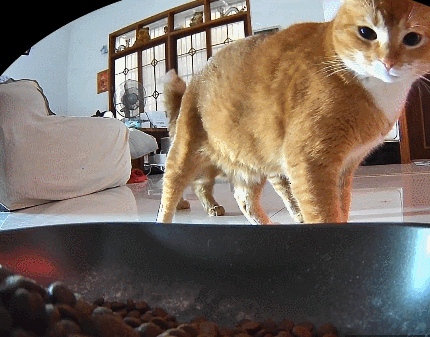 【宠物】监控拍下有意思的一幕，瘦猫多次阻拦胖猫吃饭，像帮它减肥，结果主人说出真实原因，笑喷网友哈哈哈（组图） - 7