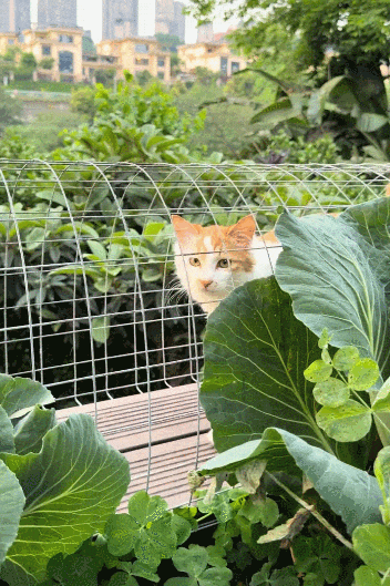 【宠物】小姐姐手搓了一个豪华户外猫隧道,让猫猫可以走到菜园里玩,网友狂赞:这需要很多很多的爱和钱!(组图) - 4