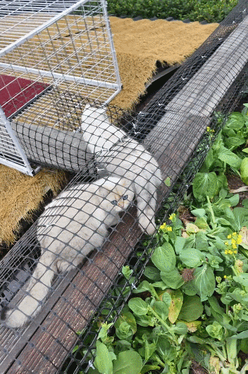 【宠物】小姐姐手搓了一个豪华户外猫隧道,让猫猫可以走到菜园里玩,网友狂赞:这需要很多很多的爱和钱!(组图) - 1