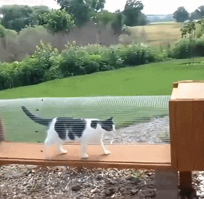 【宠物】小姐姐手搓了一个豪华户外猫隧道,让猫猫可以走到菜园里玩,网友狂赞:这需要很多很多的爱和钱!(组图) - 7