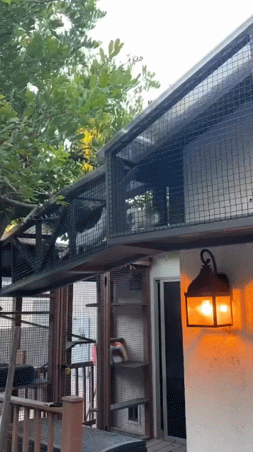 【宠物】小姐姐手搓了一个豪华户外猫隧道,让猫猫可以走到菜园里玩,网友狂赞:这需要很多很多的爱和钱!(组图) - 10