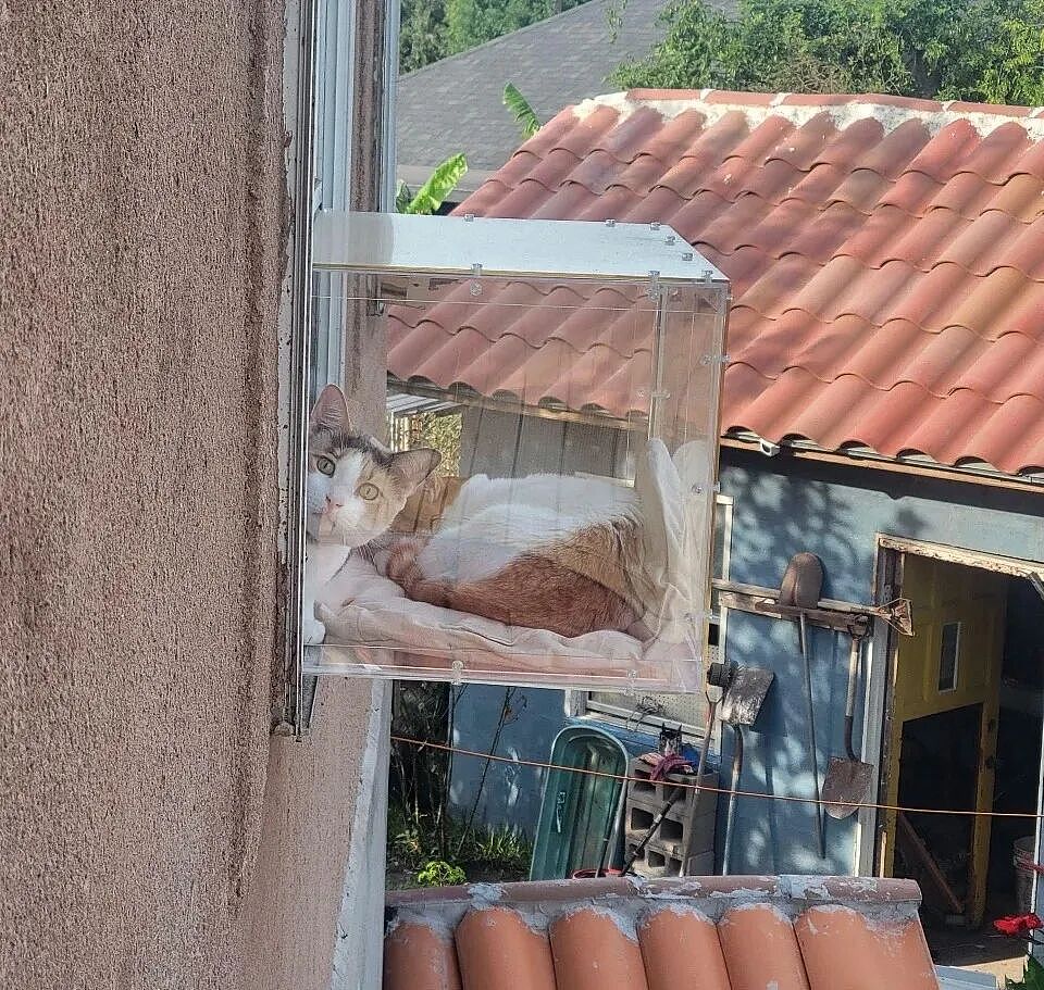 【宠物】小姐姐手搓了一个豪华户外猫隧道,让猫猫可以走到菜园里玩,网友狂赞:这需要很多很多的爱和钱!(组图) - 13