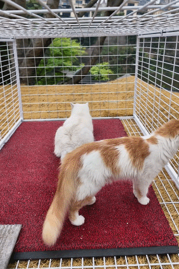 【宠物】小姐姐手搓了一个豪华户外猫隧道,让猫猫可以走到菜园里玩,网友狂赞:这需要很多很多的爱和钱!(组图) - 2