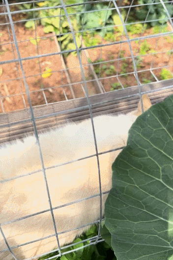 【宠物】小姐姐手搓了一个豪华户外猫隧道,让猫猫可以走到菜园里玩,网友狂赞:这需要很多很多的爱和钱!(组图) - 3