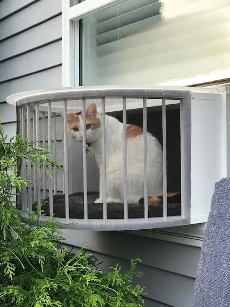 【宠物】小姐姐手搓了一个豪华户外猫隧道,让猫猫可以走到菜园里玩,网友狂赞:这需要很多很多的爱和钱!(组图) - 12