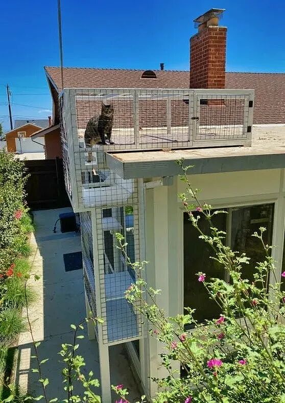 【宠物】小姐姐手搓了一个豪华户外猫隧道,让猫猫可以走到菜园里玩,网友狂赞:这需要很多很多的爱和钱!(组图) - 8