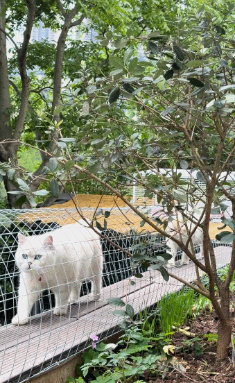【宠物】小姐姐手搓了一个豪华户外猫隧道,让猫猫可以走到菜园里玩,网友狂赞:这需要很多很多的爱和钱!(组图) - 5