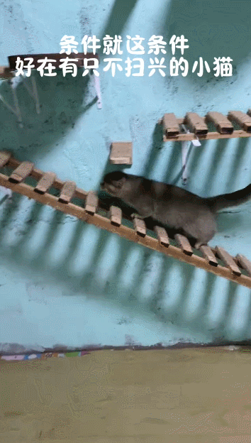 【宠物】小姐姐手搓了一个豪华户外猫隧道,让猫猫可以走到菜园里玩,网友狂赞:这需要很多很多的爱和钱!(组图) - 14