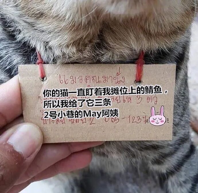 【宠物】小猫失踪3天后回家，身上多了张纸条，主人一看差点被气死哈哈哈哈哈哈（组图） - 14