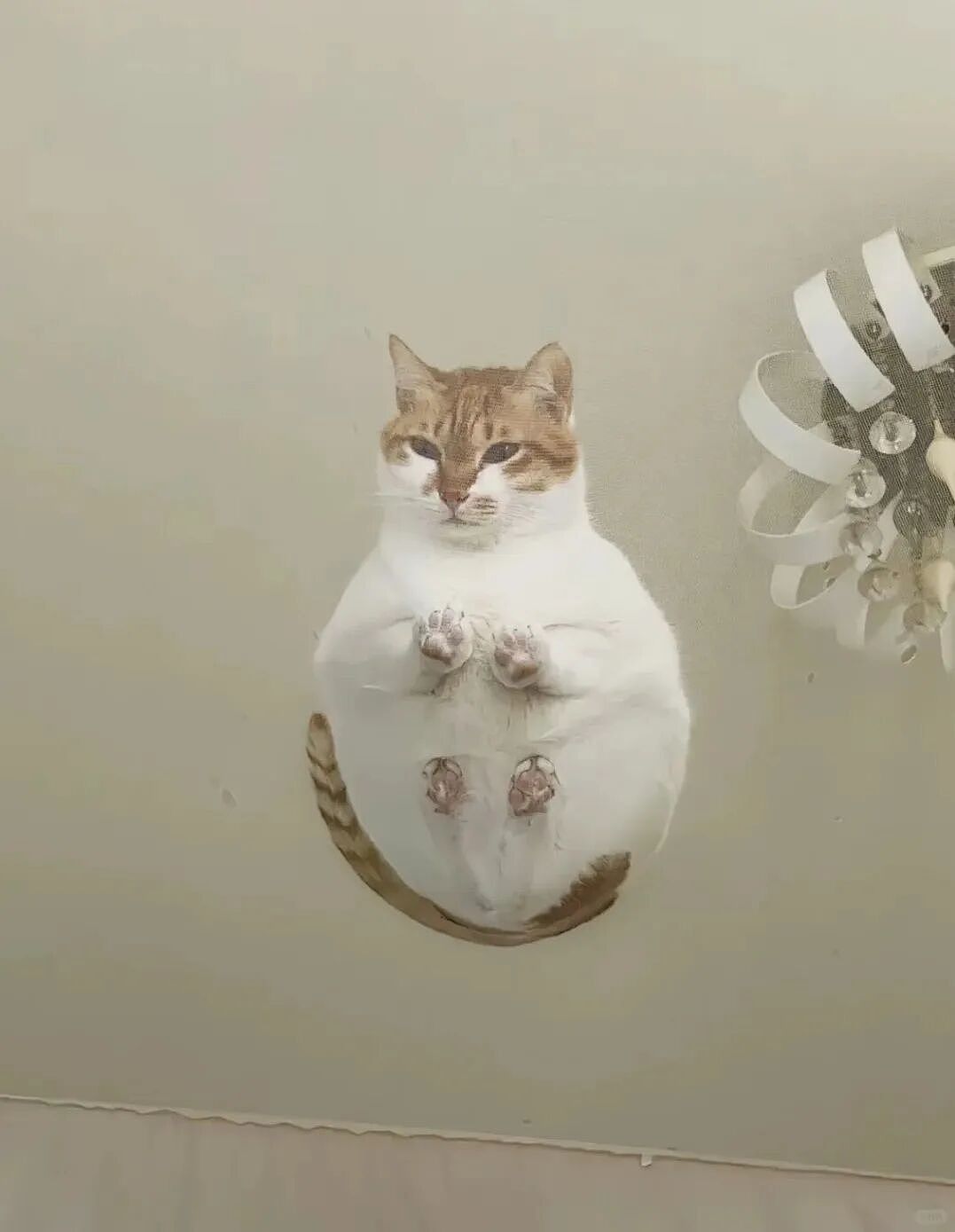 【宠物】小猫失踪3天后回家，身上多了张纸条，主人一看差点被气死哈哈哈哈哈哈（组图） - 25