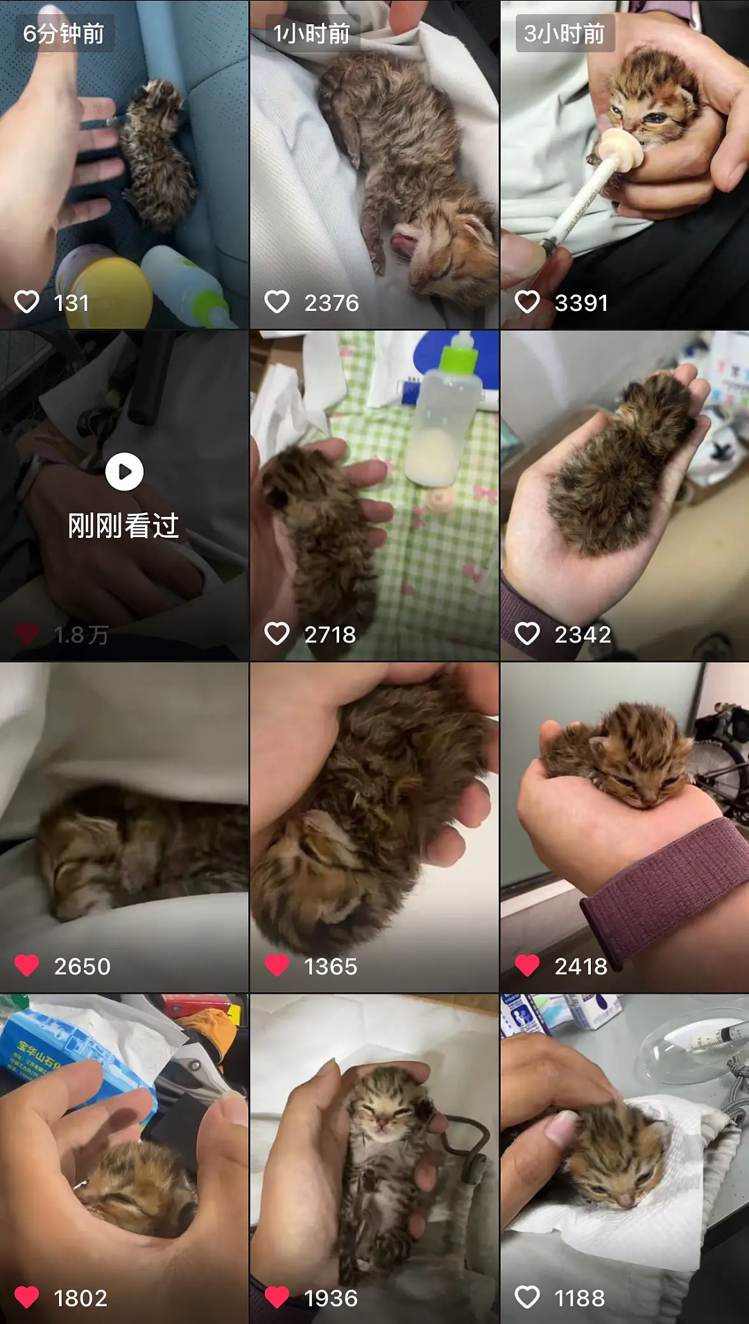 【宠物】小猫失踪3天后回家，身上多了张纸条，主人一看差点被气死哈哈哈哈哈哈（组图） - 20
