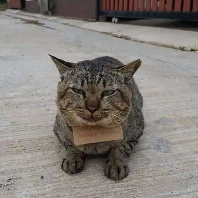 【宠物】小猫失踪3天后回家，身上多了张纸条，主人一看差点被气死哈哈哈哈哈哈（组图） - 13