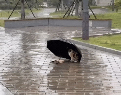 【宠物】小猫失踪3天后回家，身上多了张纸条，主人一看差点被气死哈哈哈哈哈哈（组图） - 16