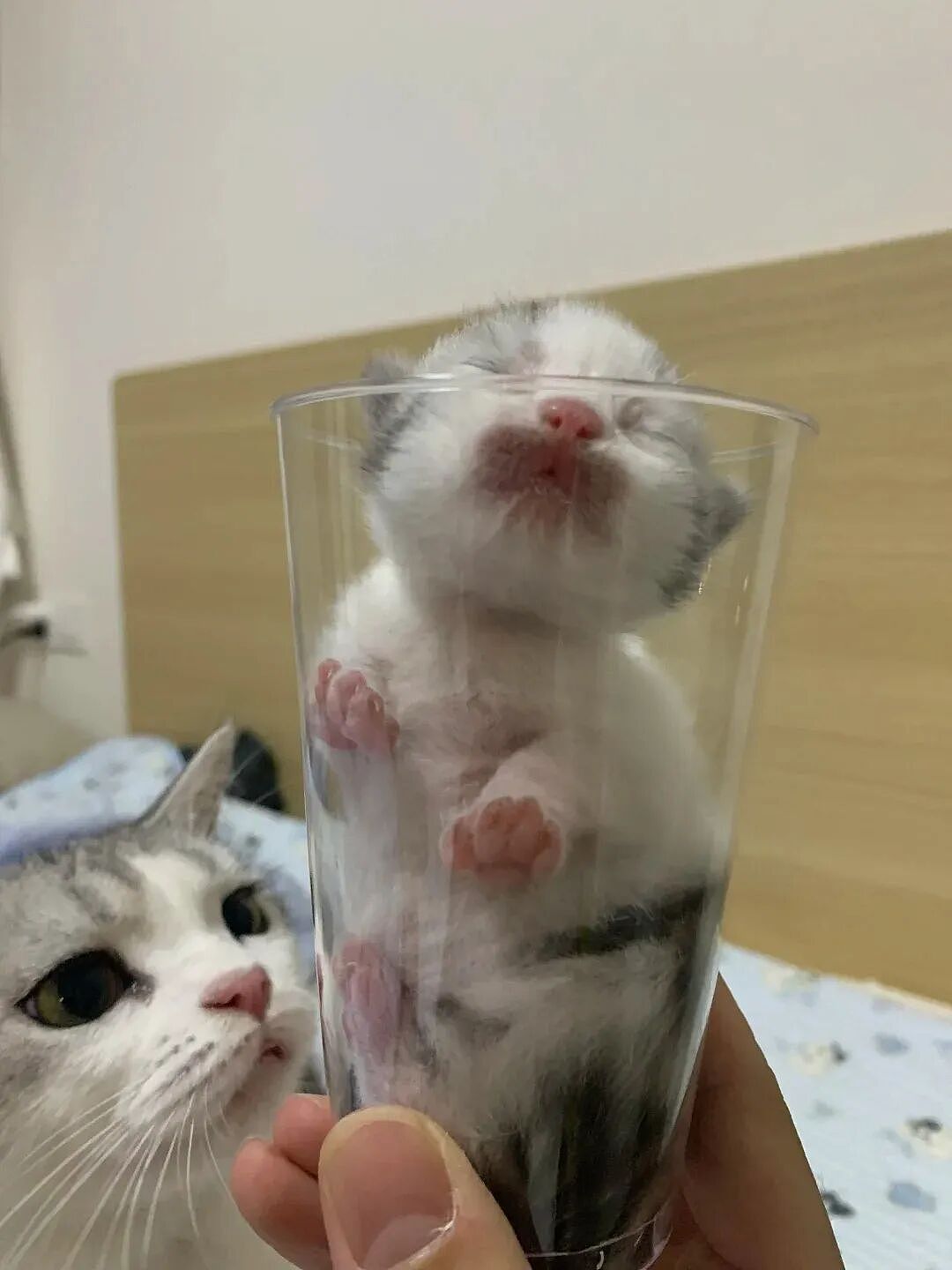 【宠物】小猫失踪3天后回家，身上多了张纸条，主人一看差点被气死哈哈哈哈哈哈（组图） - 21