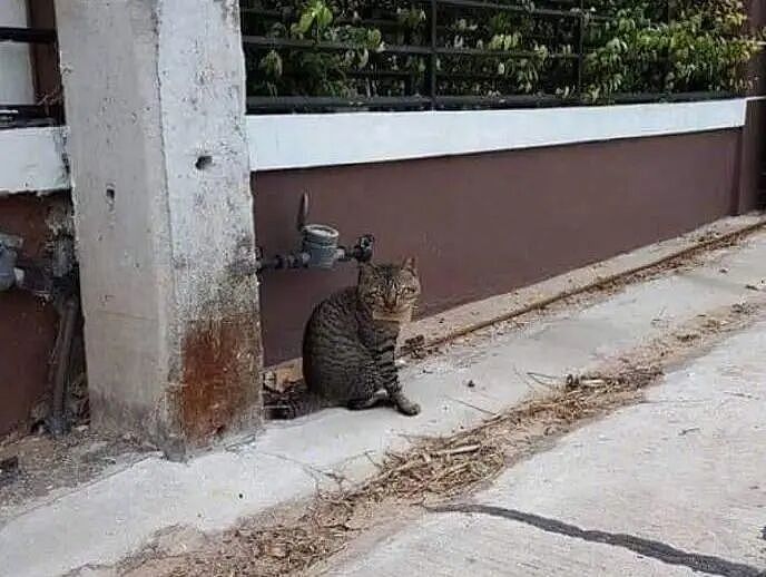【宠物】小猫失踪3天后回家，身上多了张纸条，主人一看差点被气死哈哈哈哈哈哈（组图） - 12