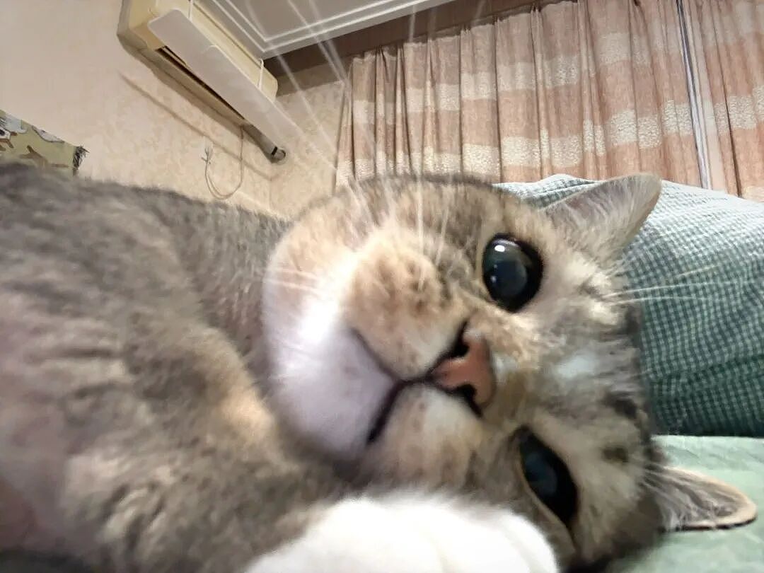 【宠物】小猫失踪3天后回家，身上多了张纸条，主人一看差点被气死哈哈哈哈哈哈（组图） - 26