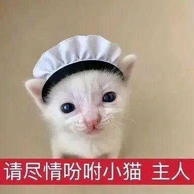 【宠物】小猫失踪3天后回家，身上多了张纸条，主人一看差点被气死哈哈哈哈哈哈（组图） - 3