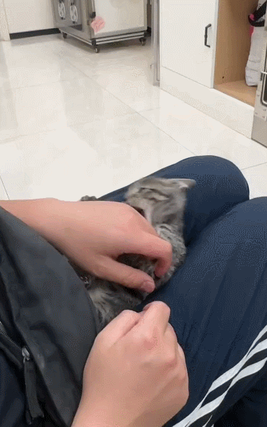 【宠物】小猫失踪3天后回家，身上多了张纸条，主人一看差点被气死哈哈哈哈哈哈（组图） - 6