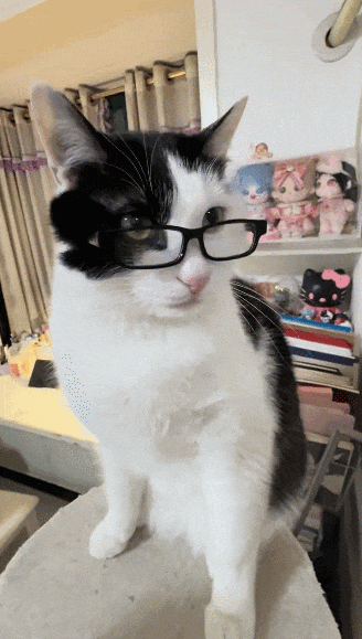 【宠物】小猫失踪3天后回家，身上多了张纸条，主人一看差点被气死哈哈哈哈哈哈（组图） - 4