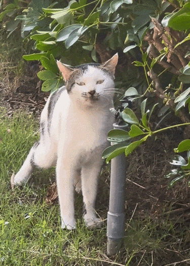【宠物】小猫失踪3天后回家，身上多了张纸条，主人一看差点被气死哈哈哈哈哈哈（组图） - 8