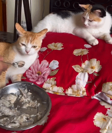 【宠物】小猫失踪3天后回家，身上多了张纸条，主人一看差点被气死哈哈哈哈哈哈（组图） - 17