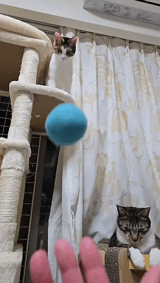 【宠物】小猫失踪3天后回家，身上多了张纸条，主人一看差点被气死哈哈哈哈哈哈（组图） - 9