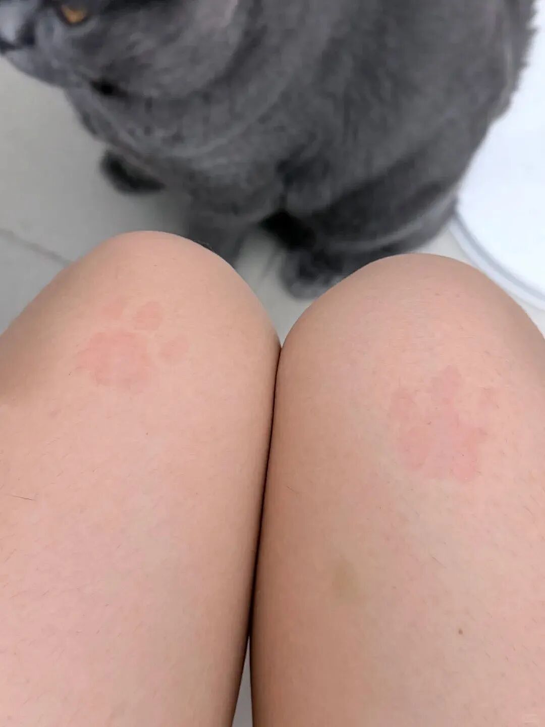 【宠物】小猫失踪3天后回家，身上多了张纸条，主人一看差点被气死哈哈哈哈哈哈（组图） - 23