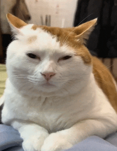 【宠物】放完假第一天上班时的我:困困困困困(组图) - 4