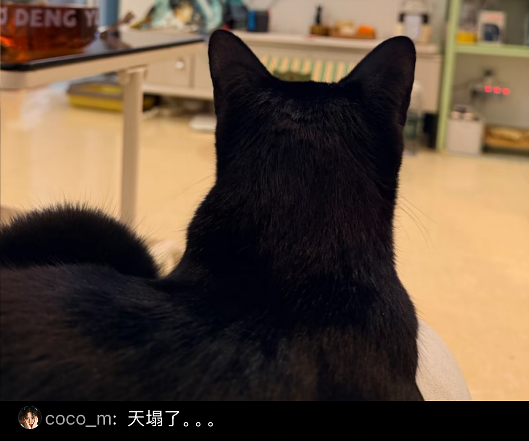 【宠物】主人晒图自夸小猫有聪明毛,评论区有人一句话把她整破防了哈哈哈(组图) - 9