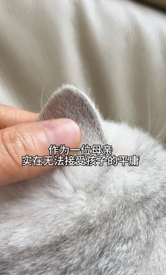 【宠物】主人晒图自夸小猫有聪明毛,评论区有人一句话把她整破防了哈哈哈(组图) - 4