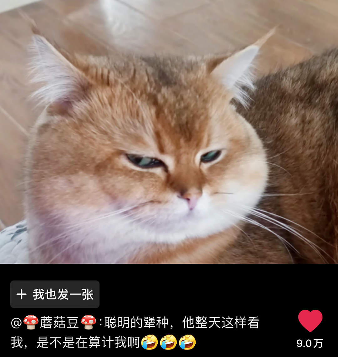 【宠物】主人晒图自夸小猫有聪明毛,评论区有人一句话把她整破防了哈哈哈(组图) - 15