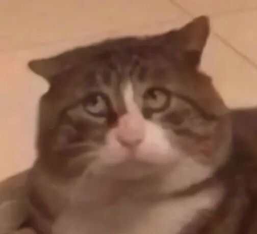 【宠物】主人晒图自夸小猫有聪明毛,评论区有人一句话把她整破防了哈哈哈(组图) - 2