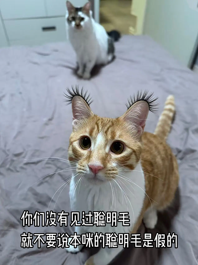 【宠物】主人晒图自夸小猫有聪明毛,评论区有人一句话把她整破防了哈哈哈(组图) - 5