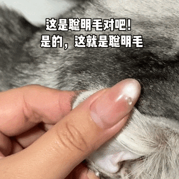 【宠物】主人晒图自夸小猫有聪明毛,评论区有人一句话把她整破防了哈哈哈(组图) - 6