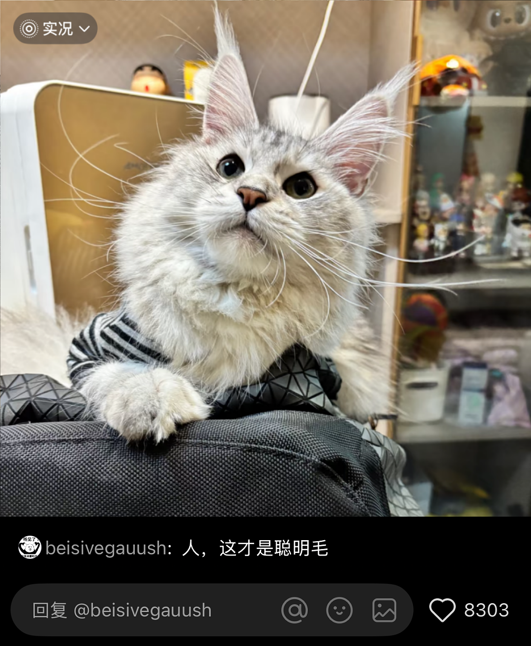 【宠物】主人晒图自夸小猫有聪明毛,评论区有人一句话把她整破防了哈哈哈(组图) - 7