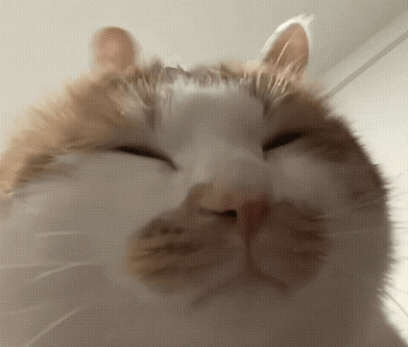 【宠物】主人晒图自夸小猫有聪明毛,评论区有人一句话把她整破防了哈哈哈(组图) - 18