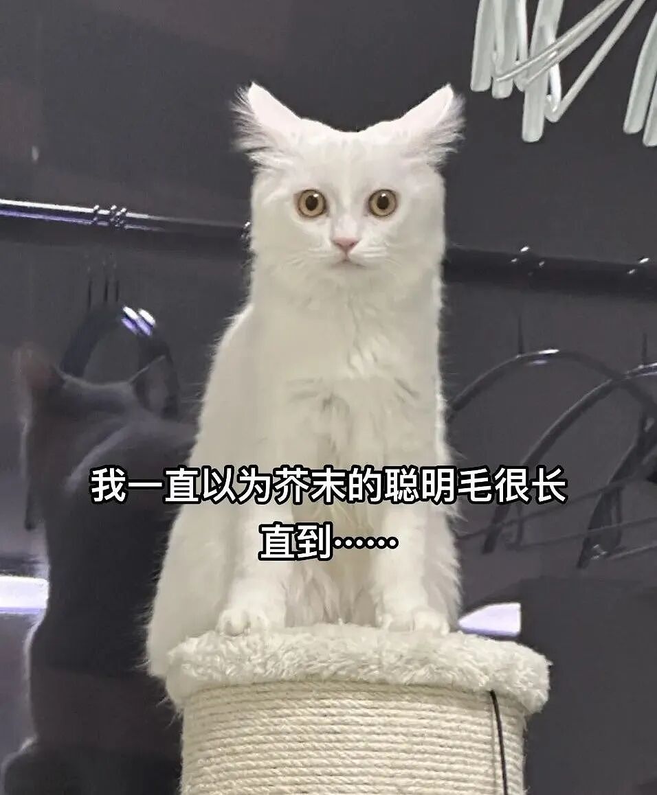 【宠物】主人晒图自夸小猫有聪明毛,评论区有人一句话把她整破防了哈哈哈(组图) - 11
