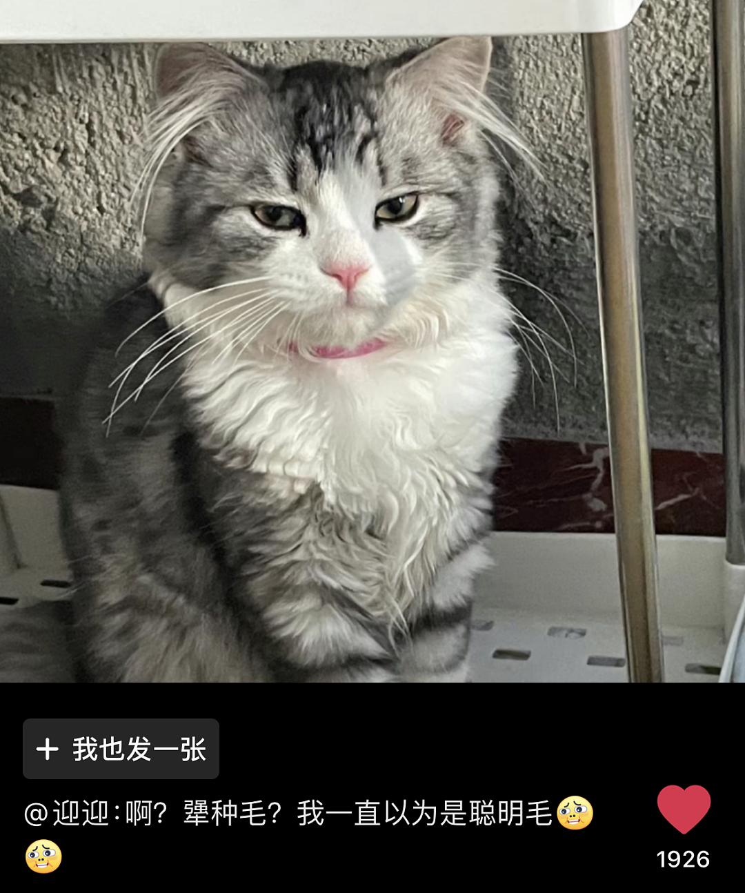 【宠物】主人晒图自夸小猫有聪明毛,评论区有人一句话把她整破防了哈哈哈(组图) - 14