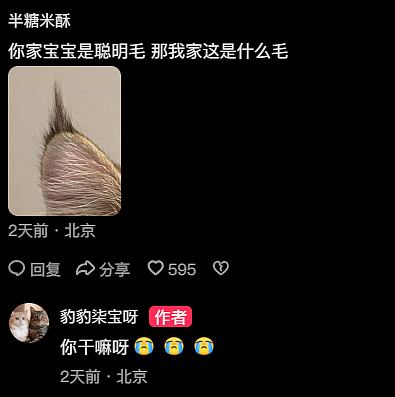【宠物】主人晒图自夸小猫有聪明毛,评论区有人一句话把她整破防了哈哈哈(组图) - 3