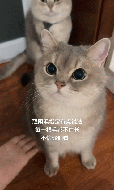 【宠物】主人晒图自夸小猫有聪明毛,评论区有人一句话把她整破防了哈哈哈(组图) - 10