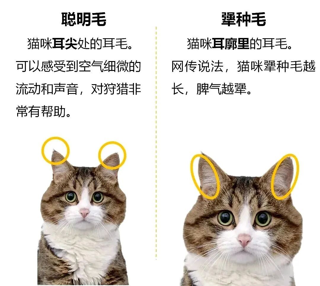 【宠物】主人晒图自夸小猫有聪明毛,评论区有人一句话把她整破防了哈哈哈(组图) - 12