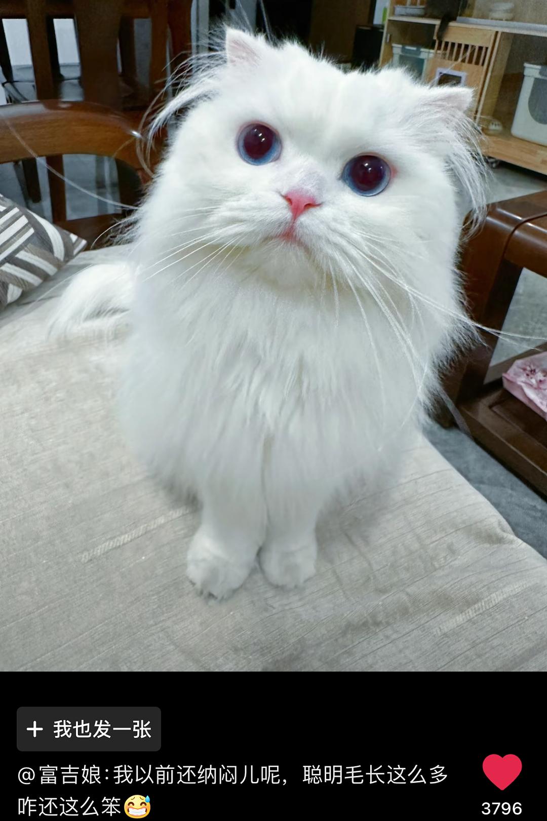 【宠物】主人晒图自夸小猫有聪明毛,评论区有人一句话把她整破防了哈哈哈(组图) - 16