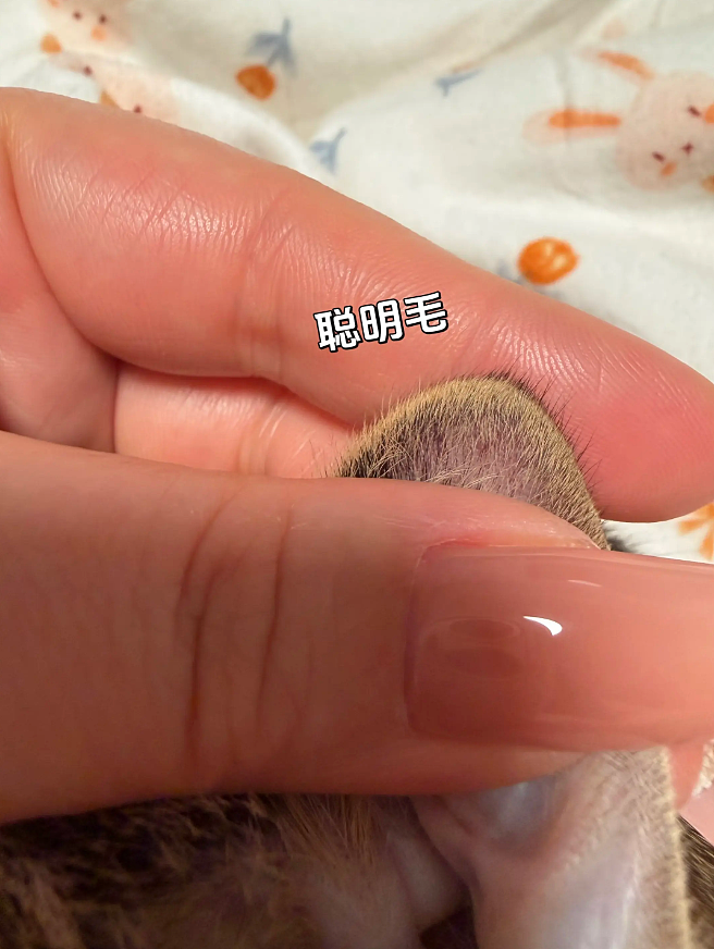 【宠物】主人晒图自夸小猫有聪明毛,评论区有人一句话把她整破防了哈哈哈(组图) - 1