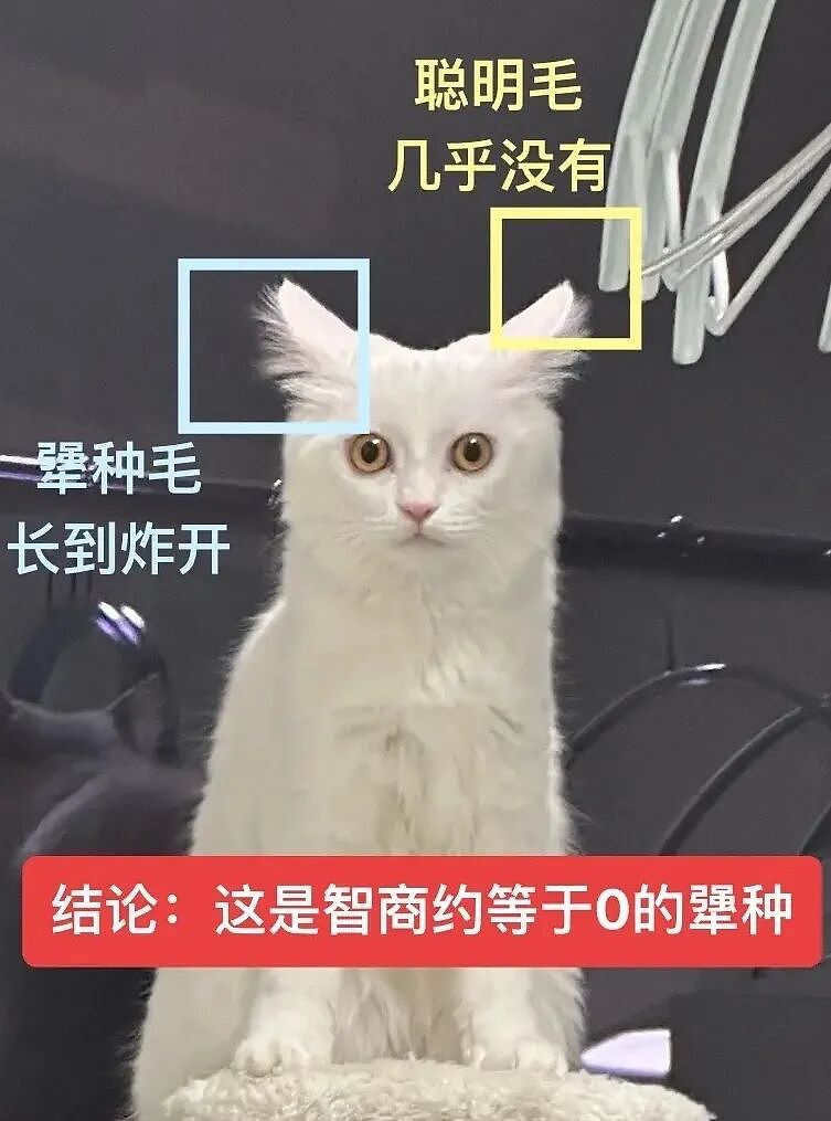 【宠物】主人晒图自夸小猫有聪明毛,评论区有人一句话把她整破防了哈哈哈(组图) - 13